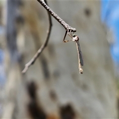 Leptogaster sp. at Goulburn, NSW - 22 Feb 2025 01:18 PM