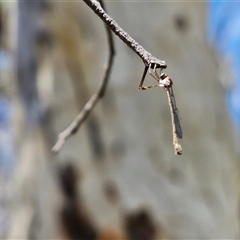 Leptogaster sp. at Goulburn, NSW - 22 Feb 2025 01:18 PM