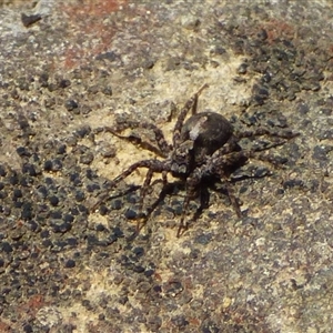 Lycosidae (family) at Mount Field, TAS - 21 Feb 2025 11:49 AM