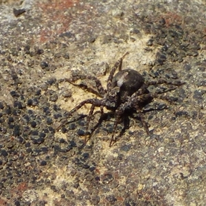 Lycosidae (family) (Wolf spider) at Mount Field, TAS - 21 Feb 2025 by VanessaC