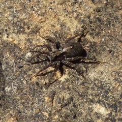 Lycosidae (family) at Mount Field, TAS - 21 Feb 2025 11:49 AM
