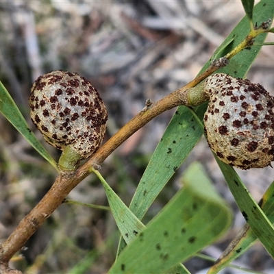 Hakea dactyloides (Finger Hakea) at Goulburn, NSW - 22 Feb 2025 by trevorpreston