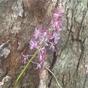 Dipodium variegatum (Blotched Hyacinth Orchid) at Ulladulla, NSW - 22 Feb 2025 by Clarel