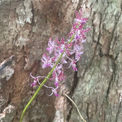 Dipodium variegatum (Blotched Hyacinth Orchid) at Ulladulla, NSW - 22 Feb 2025 by Clarel