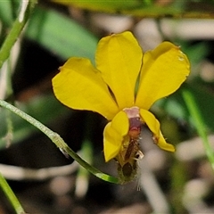 Goodenia paniculata (Branched Goodenia) at Goulburn, NSW - 22 Feb 2025 by trevorpreston