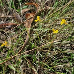 Goodenia paniculata at Goulburn, NSW - 22 Feb 2025 01:14 PM