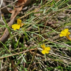 Goodenia paniculata at Goulburn, NSW - 22 Feb 2025 01:14 PM