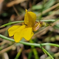 Goodenia paniculata at Goulburn, NSW - 22 Feb 2025 01:14 PM