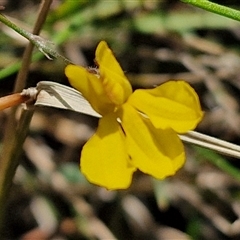 Goodenia paniculata at Goulburn, NSW - 22 Feb 2025 01:14 PM