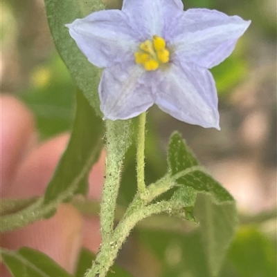 Solanum stelligerum (Devil's Needles) at Ulladulla, NSW - 22 Feb 2025 by Clarel