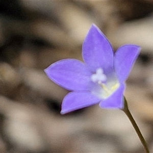 Wahlenbergia sp. (Bluebell) at Goulburn, NSW - 22 Feb 2025 by trevorpreston