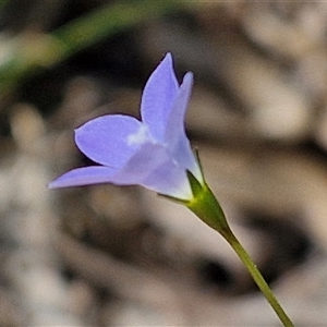 Wahlenbergia sp. at Goulburn, NSW - 22 Feb 2025 01:12 PM