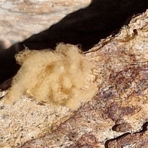 Arcyria sp. (genus) (A slime mould) at Goulburn, NSW - 22 Feb 2025 by trevorpreston