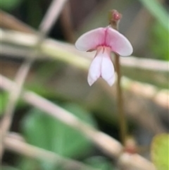 Oxalis sp. at Ulladulla, NSW - Today by Clarel