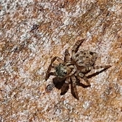 Unidentified Jumping or peacock spider (Salticidae) at Goulburn, NSW - 22 Feb 2025 by trevorpreston