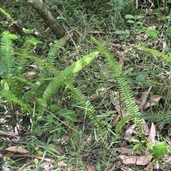 Nephrolepis cordifolia (Fishbone Fern) at Ulladulla, NSW - 22 Feb 2025 by Clarel