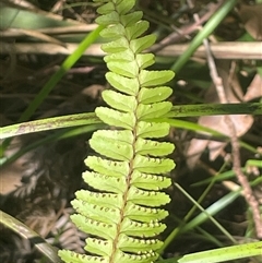 Nephrolepis cordifolia at Ulladulla, NSW - 22 Feb 2025 02:08 PM