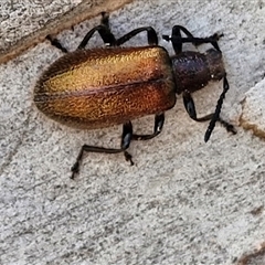 Ecnolagria grandis (Honeybrown beetle) at Goulburn, NSW - 22 Feb 2025 by trevorpreston