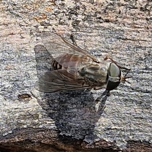 Dasybasis sp. (genus) (A march fly) at Goulburn, NSW - 22 Feb 2025 by trevorpreston