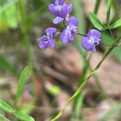 Glycine microphylla (Small-leaf Glycine) at Ulladulla, NSW - 22 Feb 2025 by Clarel