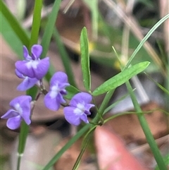 Glycine microphylla at Ulladulla, NSW - 22 Feb 2025 02:06 PM