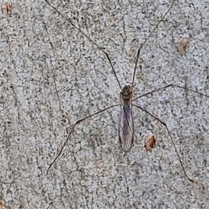 Limoniidae (family) at Goulburn, NSW - Yesterday 01:00 PM