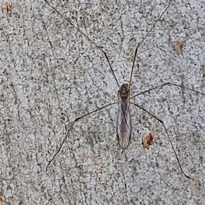 Limoniidae (family) (Unknown Limoniid Crane Fly) at Goulburn, NSW - 22 Feb 2025 by trevorpreston