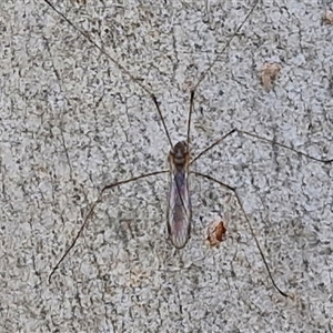 Limoniidae (family) at Goulburn, NSW - Yesterday 01:00 PM