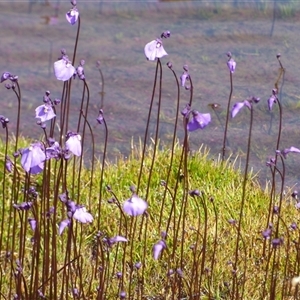 Utricularia sp. at Mount Field, TAS - 21 Feb 2025 by VanessaC