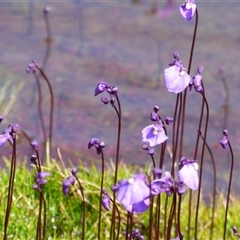 Unverified at suppressed - suppressed