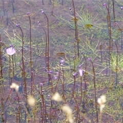 Unverified at suppressed - suppressed