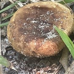 Scleroderma sp. (Scleroderma) at Ulladulla, NSW - 22 Feb 2025 by Clarel