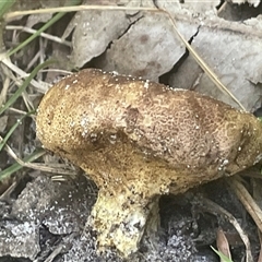 Scleroderma sp. at Ulladulla, NSW - 22 Feb 2025 02:29 PM