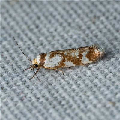 Palimmeces habrophanes (A Concealer moth) at Harrison, ACT by DPRees125