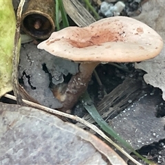 Unidentified Cap on a stem; gills below cap [mushrooms or mushroom-like] at Ulladulla, NSW - 22 Feb 2025 by Clarel