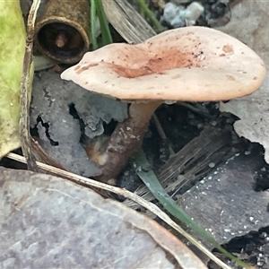 Unidentified Cap on a stem; gills below cap [mushrooms or mushroom-like] at Ulladulla, NSW - 22 Feb 2025 by Clarel