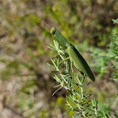 Orthodera ministralis (Green Mantid) at Goulburn, NSW - 22 Feb 2025 by trevorpreston