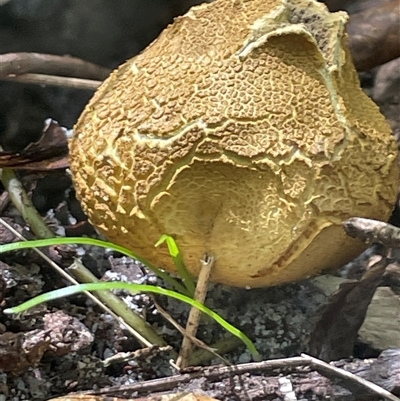 Scleroderma sp. (Scleroderma) at Ulladulla, NSW - 22 Feb 2025 by Clarel