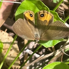 Hypocysta metirius (Brown Ringlet) at Ulladulla, NSW - 22 Feb 2025 by Clarel