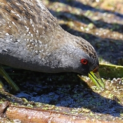 Gallinula tenebrosa at Fyshwick, ACT - Yesterday by RodDeb