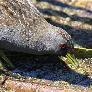 Porzana fluminea (Australian Spotted Crake) at Fyshwick, ACT - 21 Feb 2025 by RodDeb