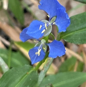 Commelina cyanea at Ulladulla, NSW - 22 Feb 2025 01:56 PM