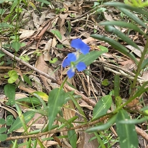 Commelina cyanea at Ulladulla, NSW - 22 Feb 2025 01:56 PM