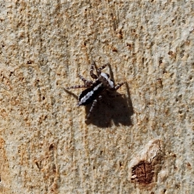 Euophryinae sp. (Mr Stripey) undescribed (Mr Stripey) at Goulburn, NSW - 22 Feb 2025 by trevorpreston