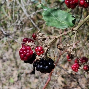 Rubus anglocandicans (Blackberry) at Goulburn, NSW - 22 Feb 2025 by trevorpreston