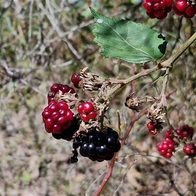 Rubus anglocandicans (Blackberry) at Goulburn, NSW - 22 Feb 2025 by trevorpreston