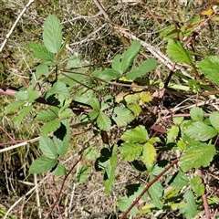 Rubus anglocandicans at Goulburn, NSW - 22 Feb 2025 12:44 PM