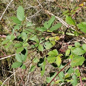 Rubus anglocandicans at Goulburn, NSW - 22 Feb 2025 12:44 PM