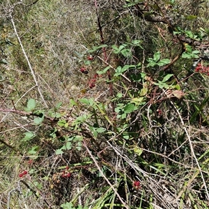 Rubus anglocandicans at Goulburn, NSW - 22 Feb 2025 12:44 PM