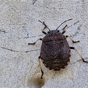 Platycoris rotundatus (A shield bug) at Goulburn, NSW - 22 Feb 2025 by trevorpreston